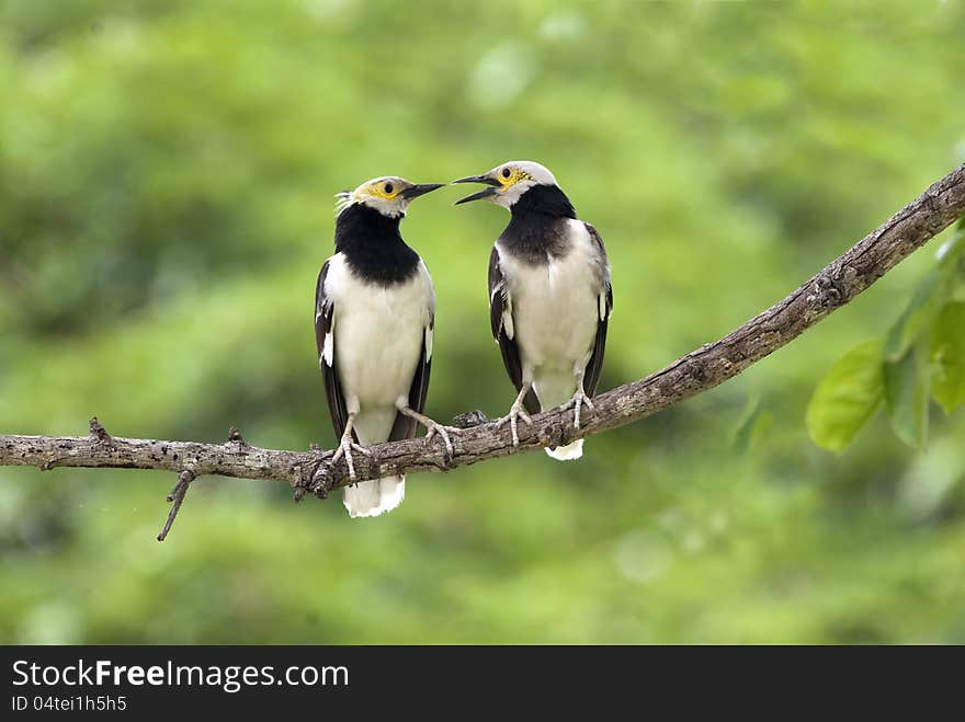 Black-collared Starling : Sturnus  Nigricollis