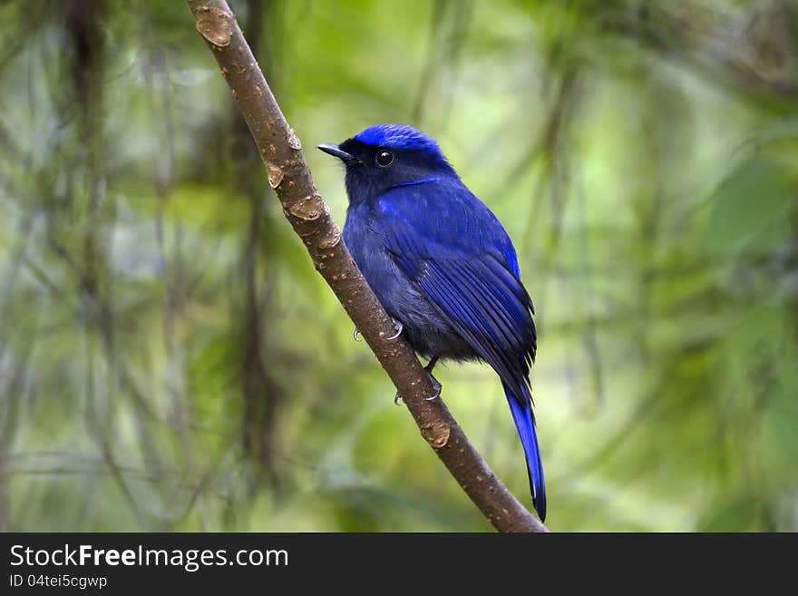 Large Niltava : niltava grandis Forest habitats from sea level to a height of 900 meters.