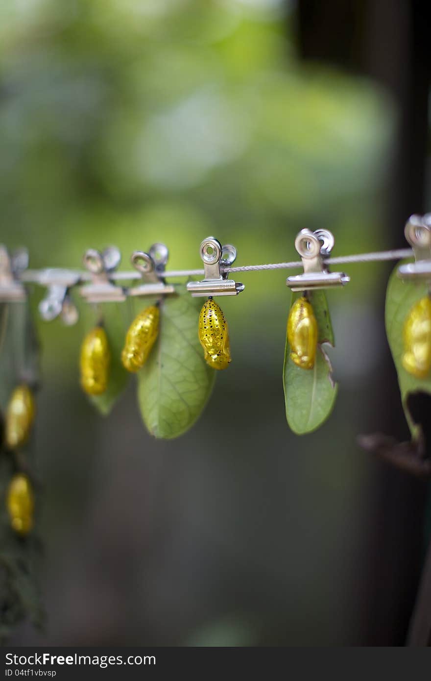 Monarch butterfly cocoon at Okinawa Fruits Land.