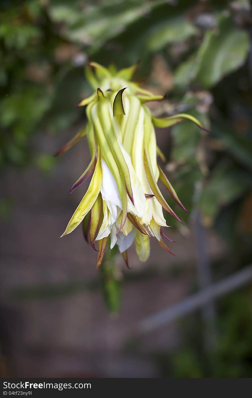 Dragon Fruit Bloom