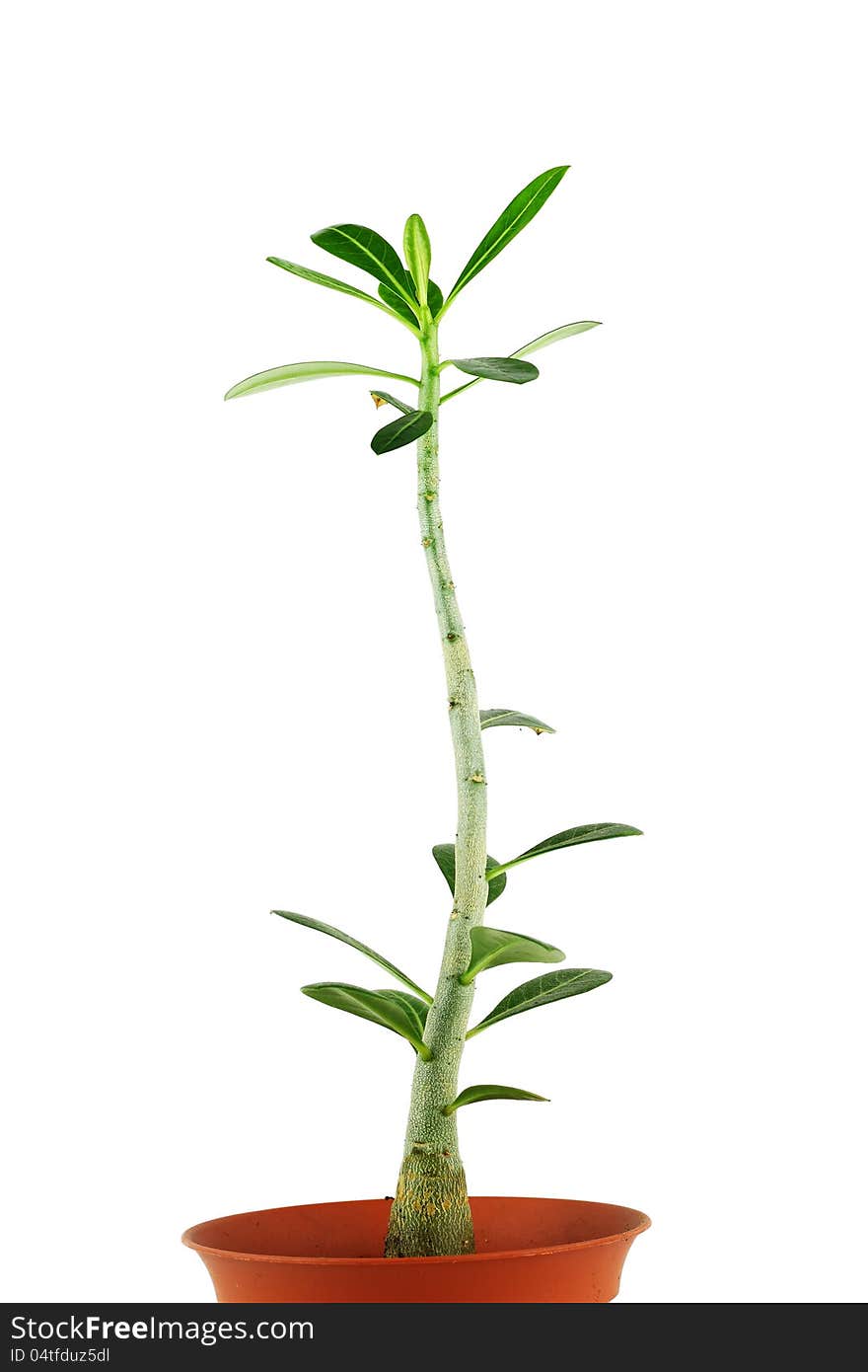 Desert rose Adenium obesum in a flower pot isolated on white