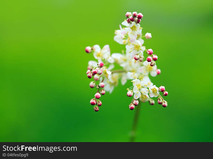 Wildflower Blossom