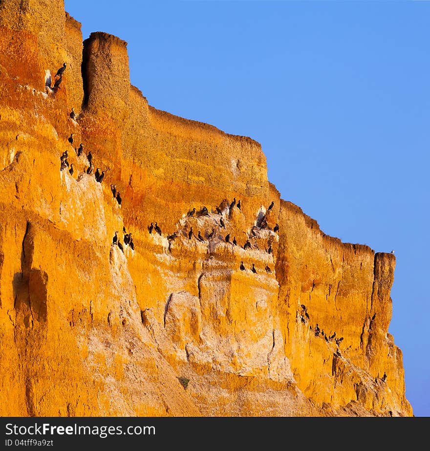 Blabk cormorants on huge cliff