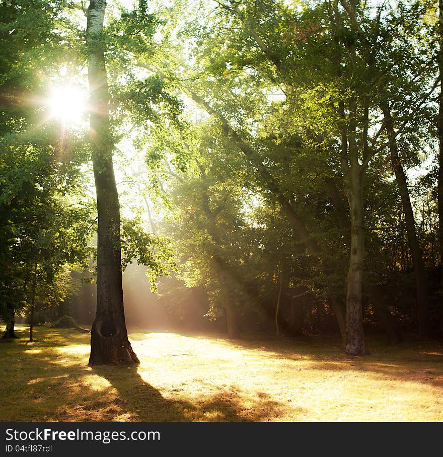 Sunrise in the forest on a foggy morning. Sunrise in the forest on a foggy morning.