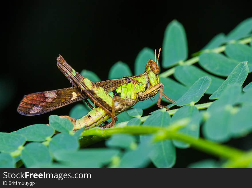 Short horn grasshopper on green leaf