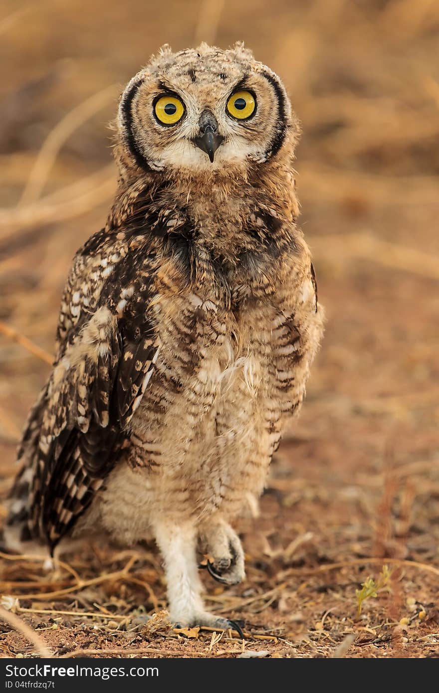Spotted Eagle Owl in Kgalagadi Transfrontier Park. Spotted Eagle Owl in Kgalagadi Transfrontier Park