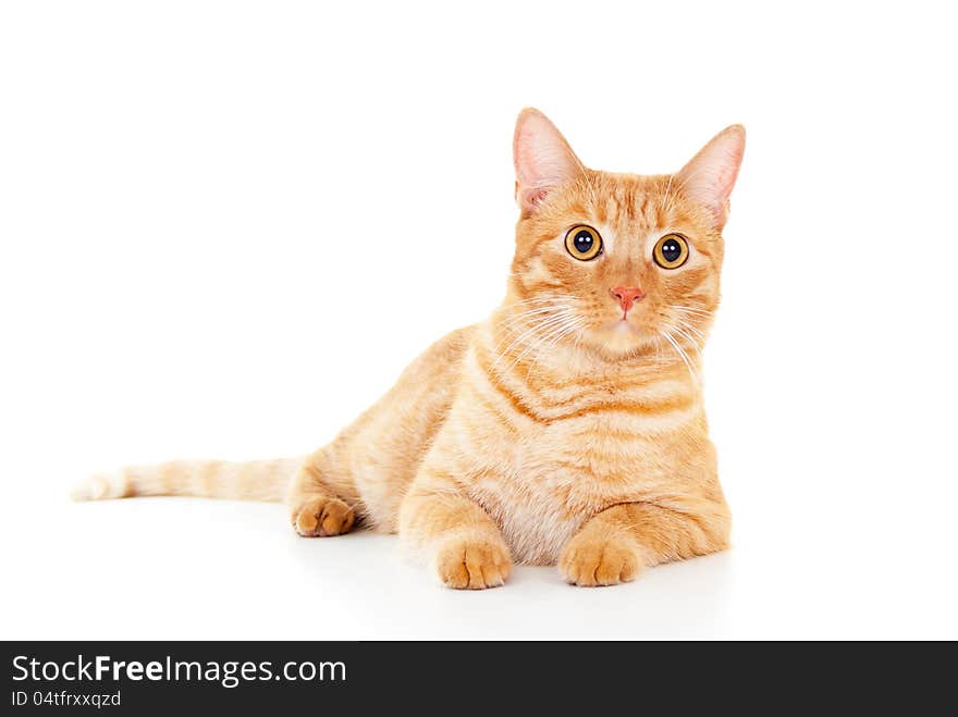 Classy red cat lying on white floor