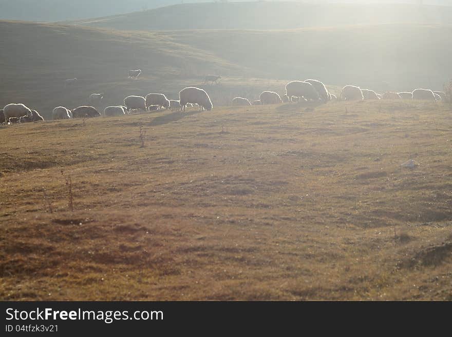 Sheep eating grass in sunlight rays