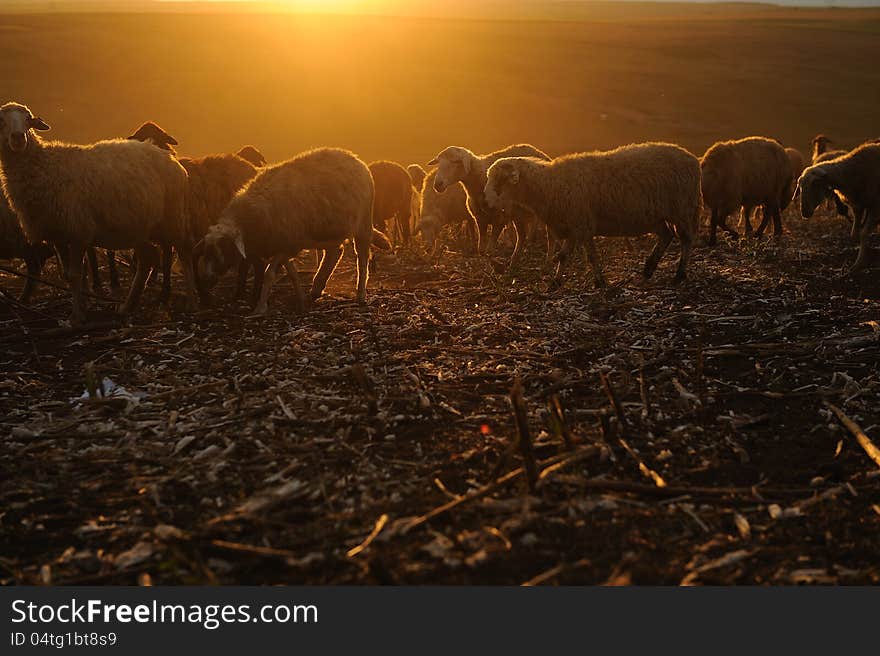 Sheep eating grass in sunlight rays