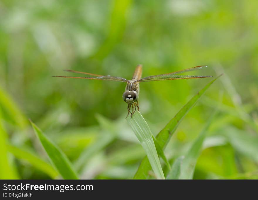 Dragonfly On The Grass