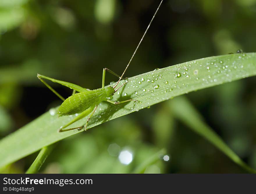 Grasshopper On The Grass With Dew