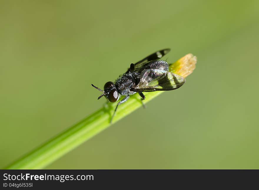 Insect On The Grass In The Garden