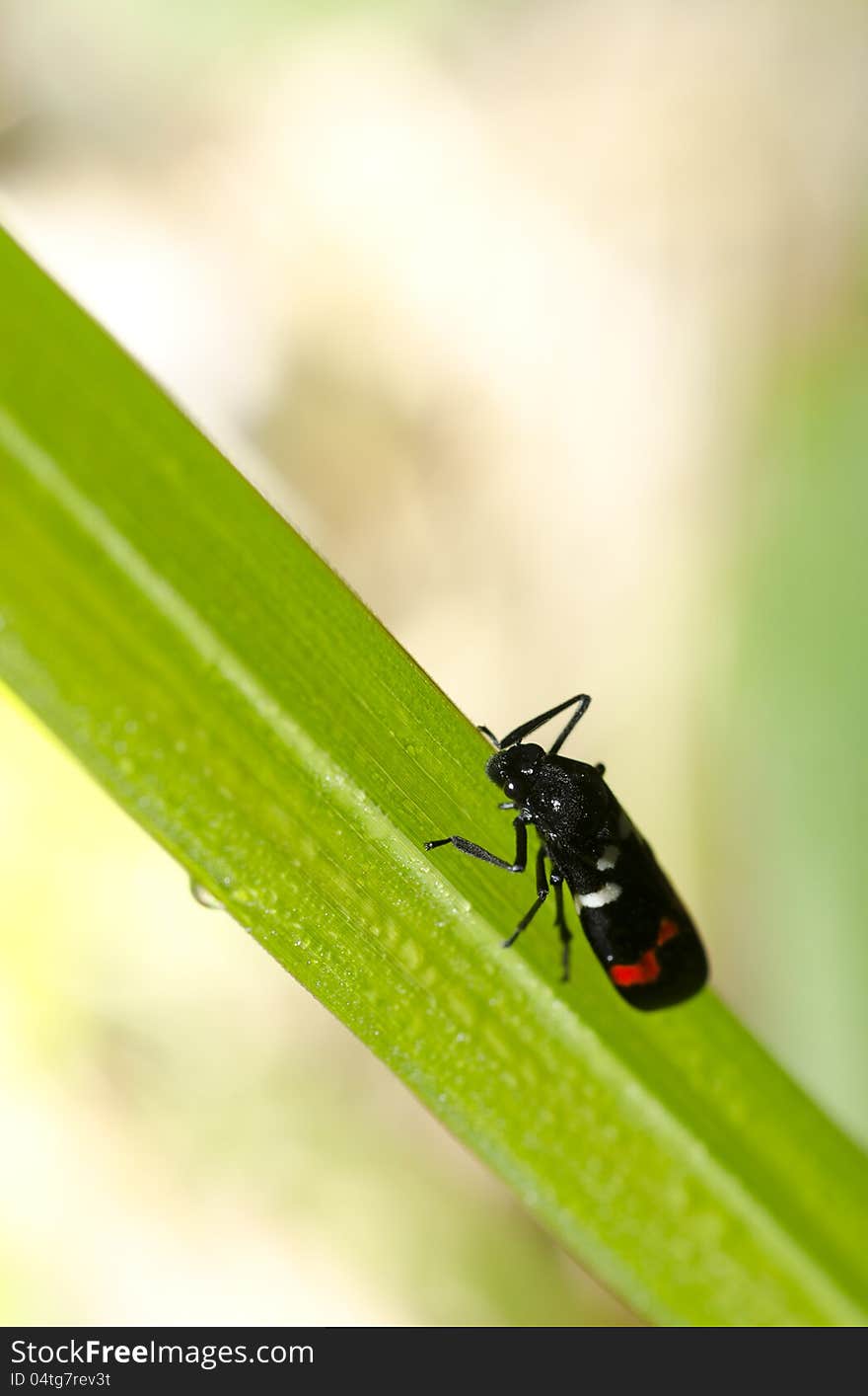 Insects Feeding