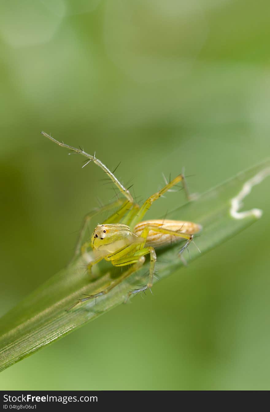 Macro Of Spider