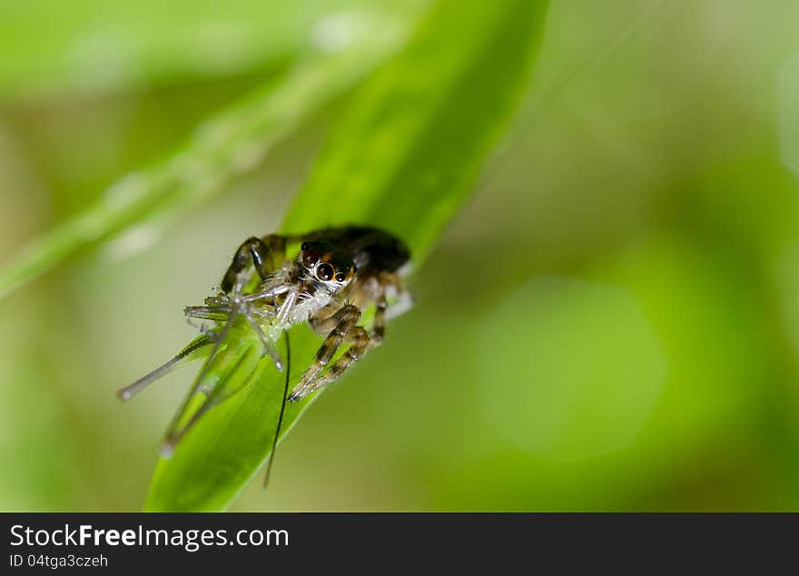 Spider Eating The Victim