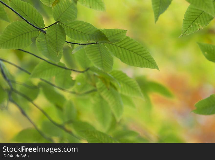 Fresh Leaves in the fall