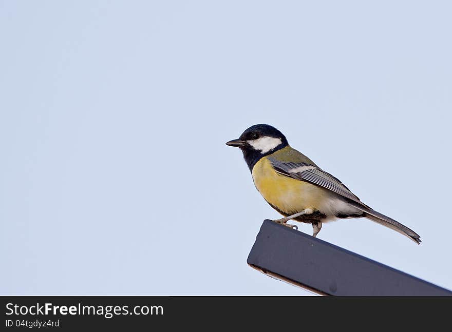 Great tit is perching on a piece of iron profile