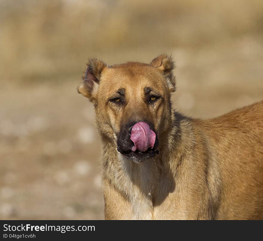 A licking her face and looking at the camera. A licking her face and looking at the camera