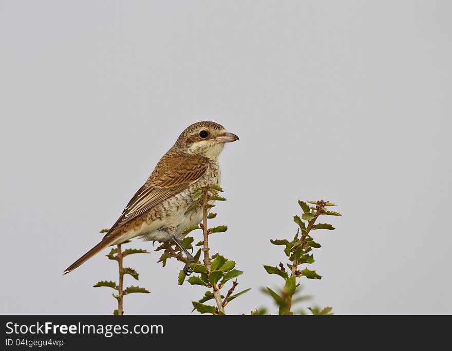 Red-backed shrike is perching on a tree branch