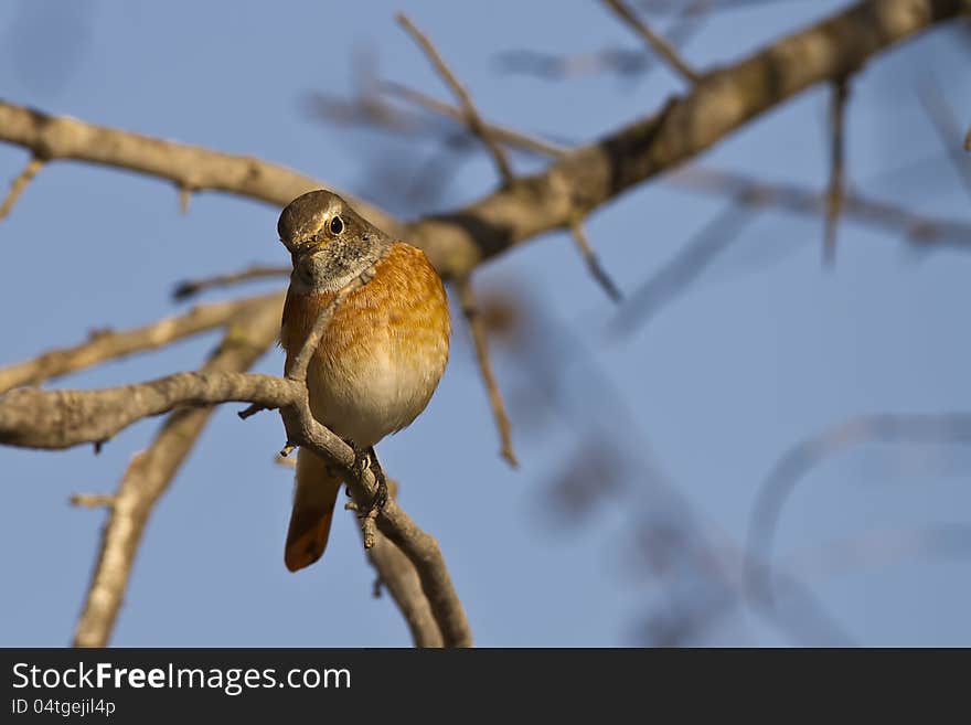 Redstart is perching on a tree branch