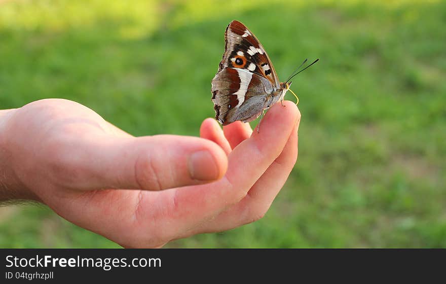 Butterfly on finger