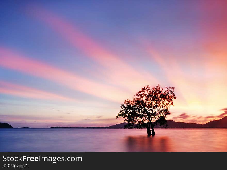 Mangrove trees sunset on water. Mangrove trees sunset on water