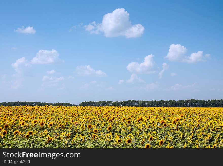 Field of sunflowers and blue sky