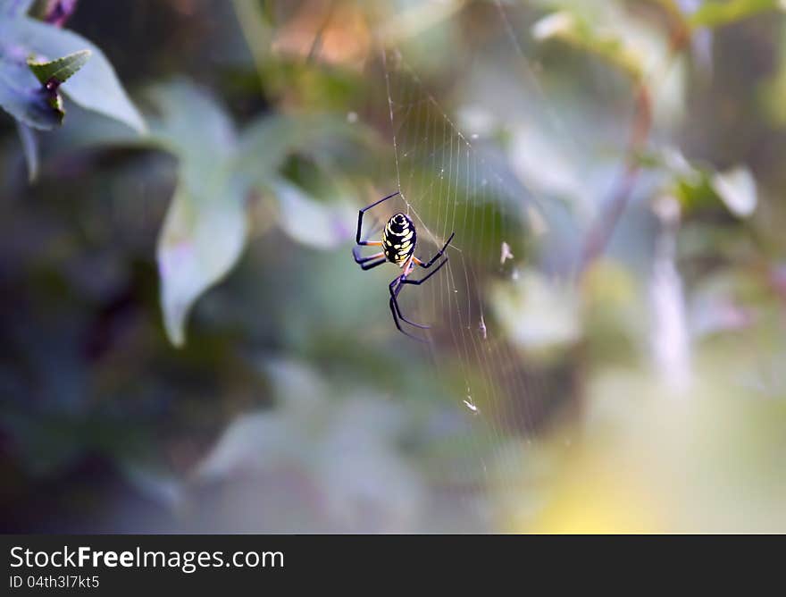 Banana Spider