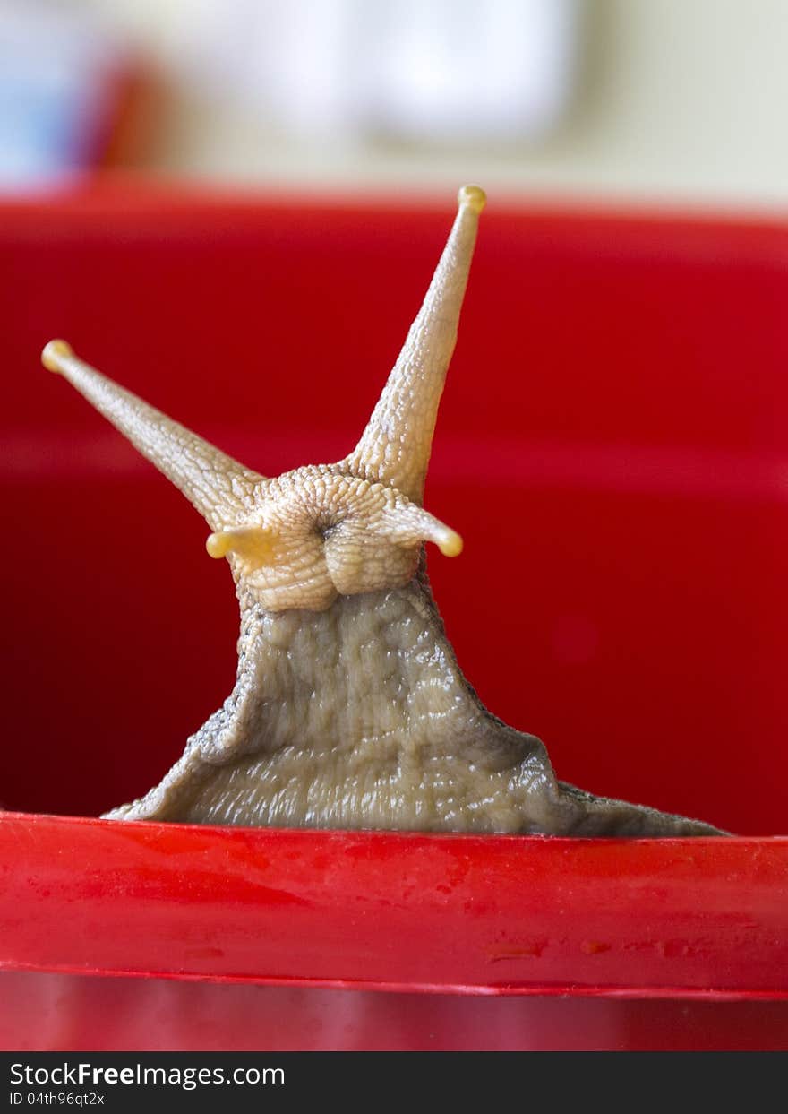 Head of the snail.