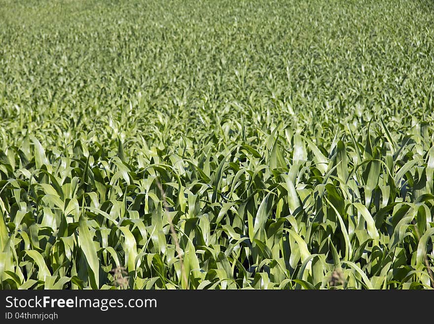 Crops