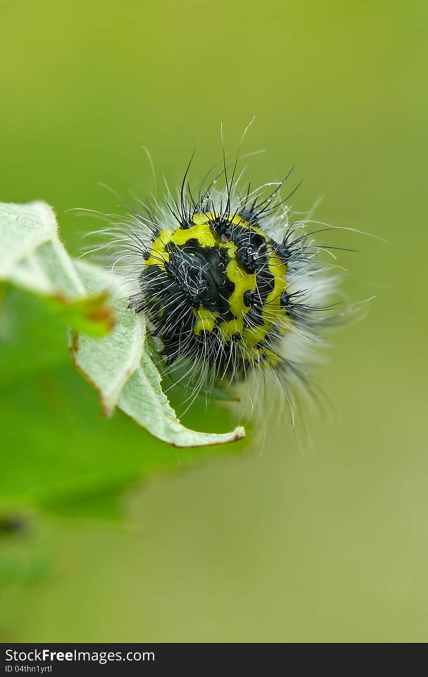 Caterpillar of the small emperor moth (Saturnia pavonia). Front.