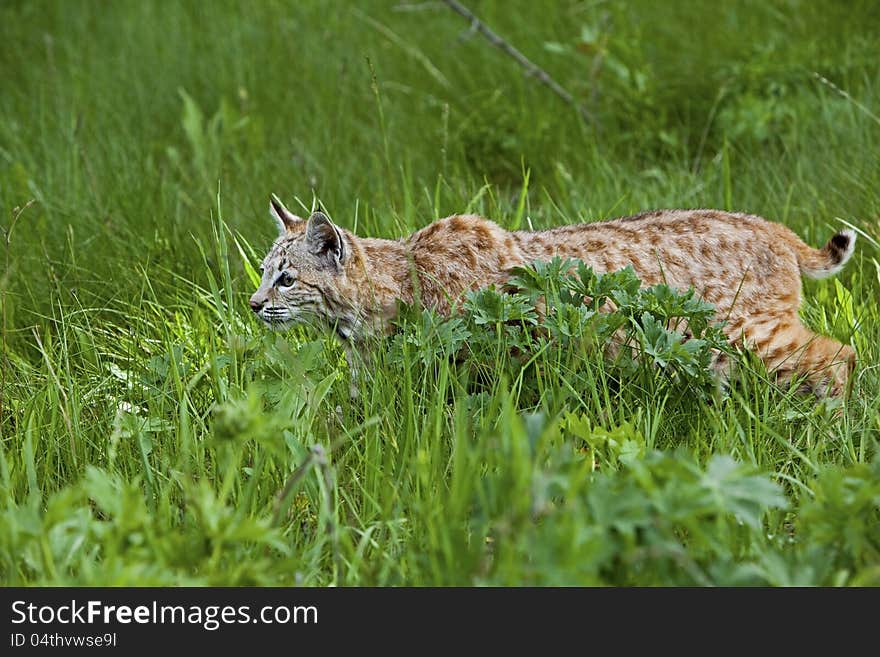 Bobcat in grassy meadow