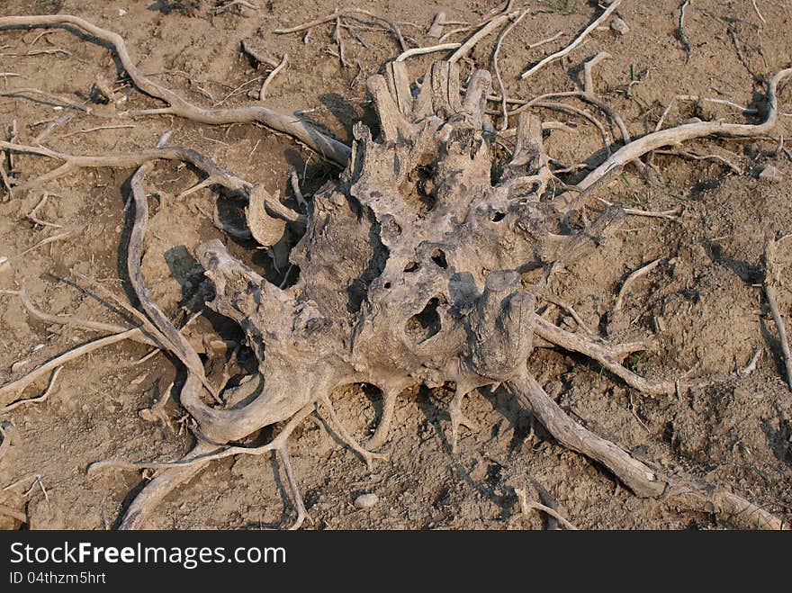 Old dried root at the bottom of artificial lake Vogršček in Slovenia. Old dried root at the bottom of artificial lake Vogršček in Slovenia.