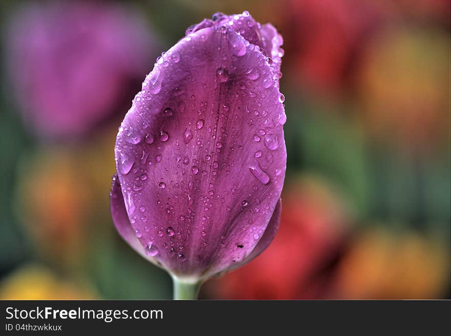 Beautiful Pink Flower With Wet Rain Drops On Exterior