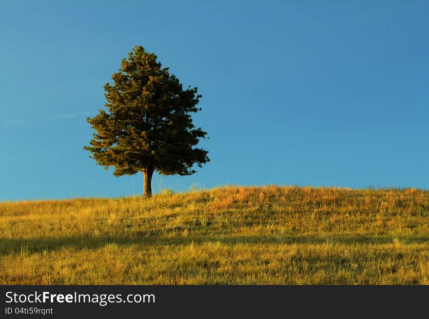 Single tree with bright blue sky and setting sun. Single tree with bright blue sky and setting sun