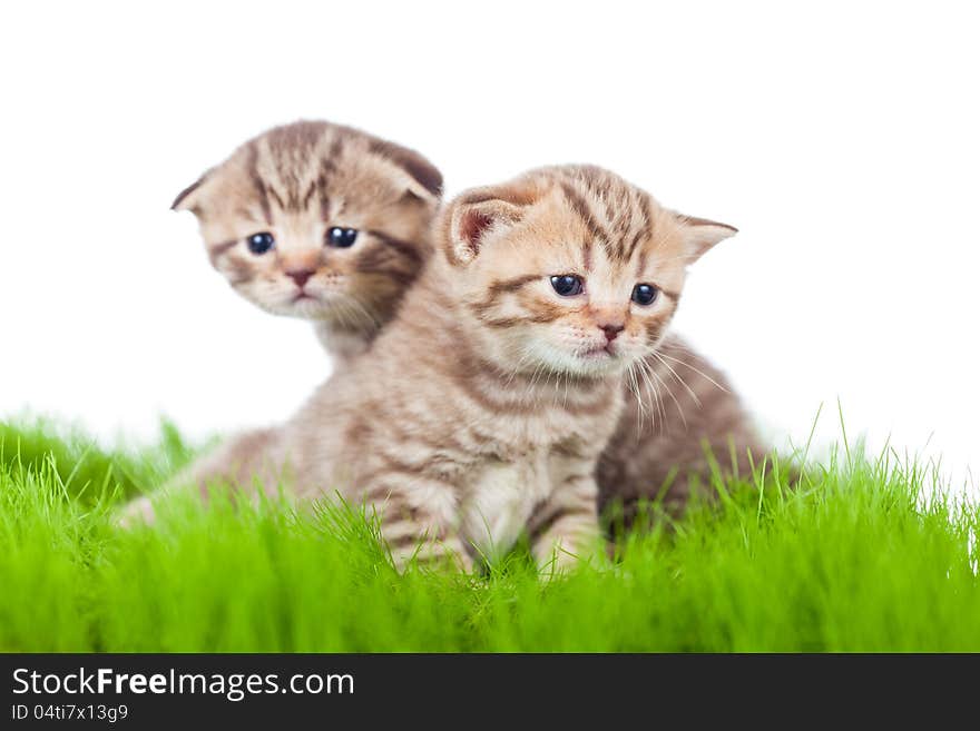 Two british kittens on green grass. Two british kittens on green grass