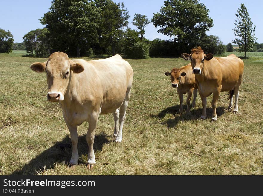 Three Brown Cows in a Pasture