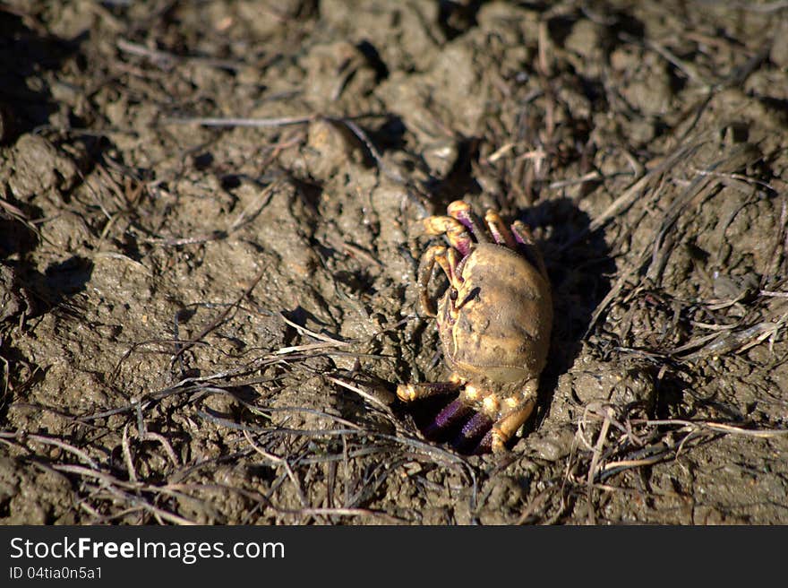 Female fiddler crab (Uca Tangeri)