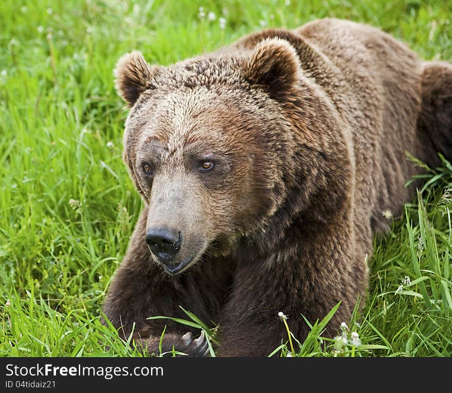 The brown bear is resting in the lush grass of the meadow while searching for food. The brown bear is resting in the lush grass of the meadow while searching for food.