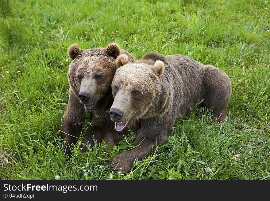 These two brown bear grizzlies tolerate each other while competing for food. These two brown bear grizzlies tolerate each other while competing for food.