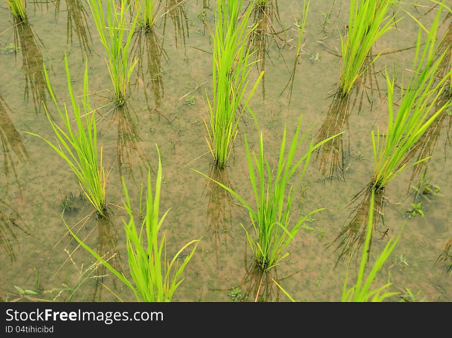 Rice Field In Countryside