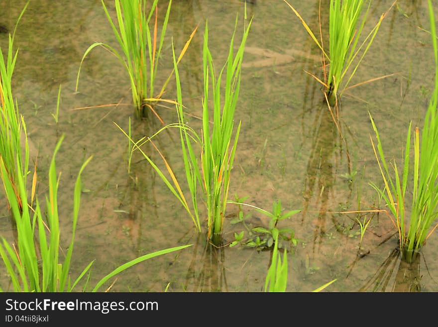 Rice field in countryside