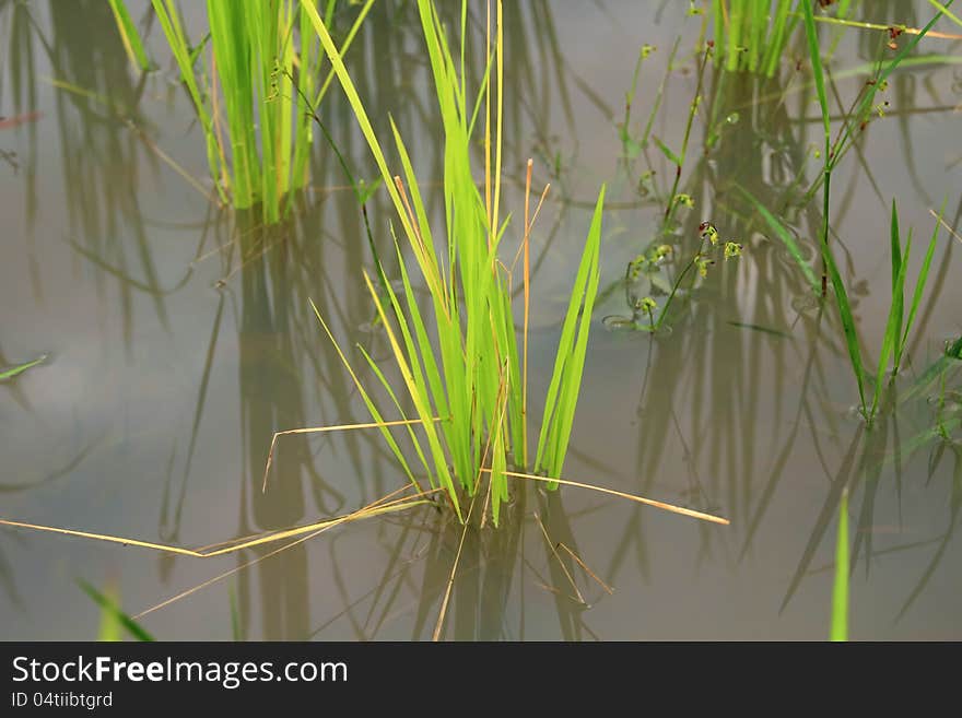 Rice field in countryside