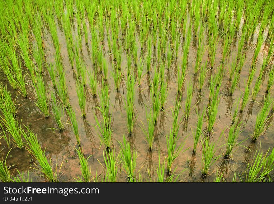 Rice field in countryside