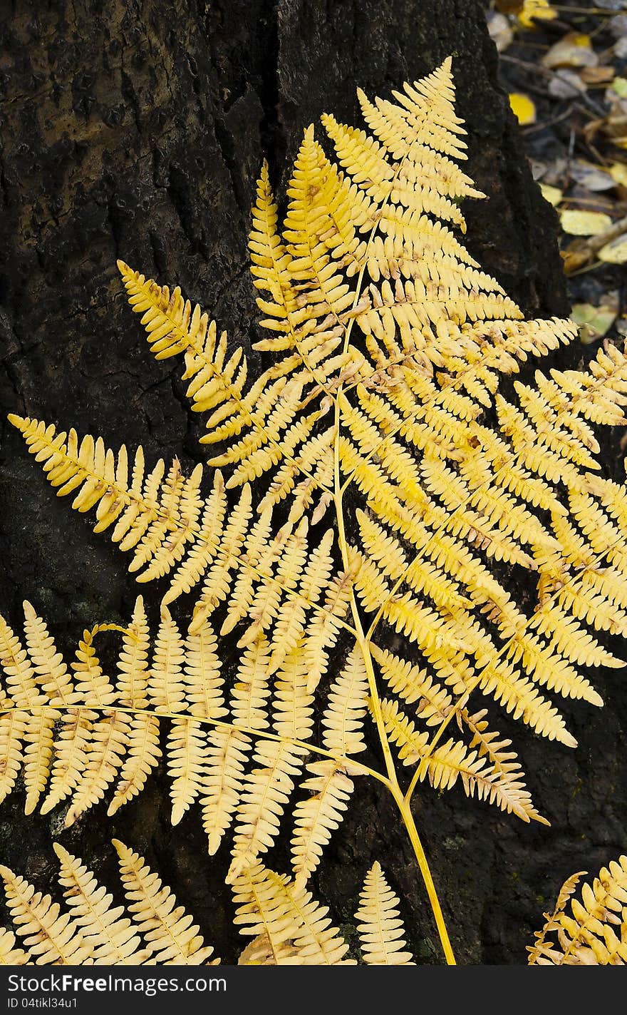 Close-up of golden fern in the fall with graceful pattern standing out against dark tree bark. Close-up of golden fern in the fall with graceful pattern standing out against dark tree bark.