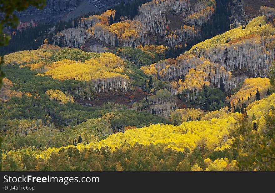 Mountainside full of a patchwork of green, gold, and yellow aspen trees with some groups showing stark white trunks. Mountainside full of a patchwork of green, gold, and yellow aspen trees with some groups showing stark white trunks.