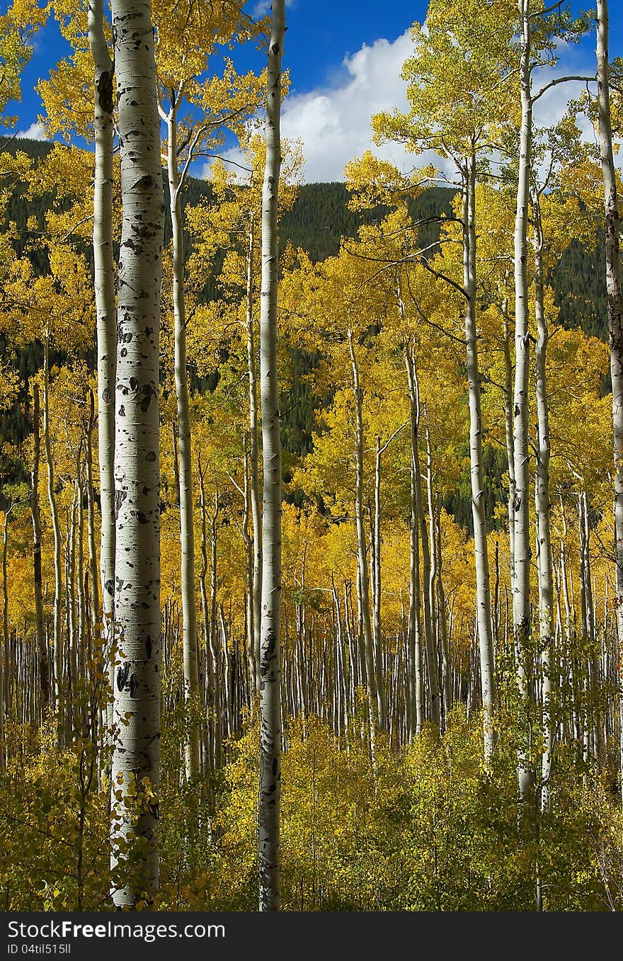 Aspen trees with stately white trunks and beautiful golden leaves stand tall against a pine covered mountainside and some blue sky above. Aspen trees with stately white trunks and beautiful golden leaves stand tall against a pine covered mountainside and some blue sky above.