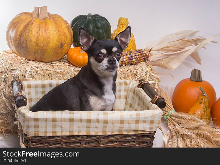 Cute tan and brown chihuahua inside harvest basket with pumpkins, Indian Corn, wheat stalks, and hay stack. On white background. Cute tan and brown chihuahua inside harvest basket with pumpkins, Indian Corn, wheat stalks, and hay stack. On white background