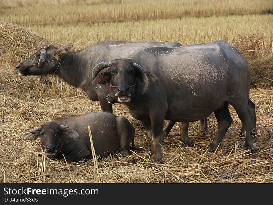 Buffalo's family in a cornfield. Buffalo's family in a cornfield