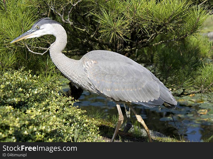 Crane searching for food in the pond